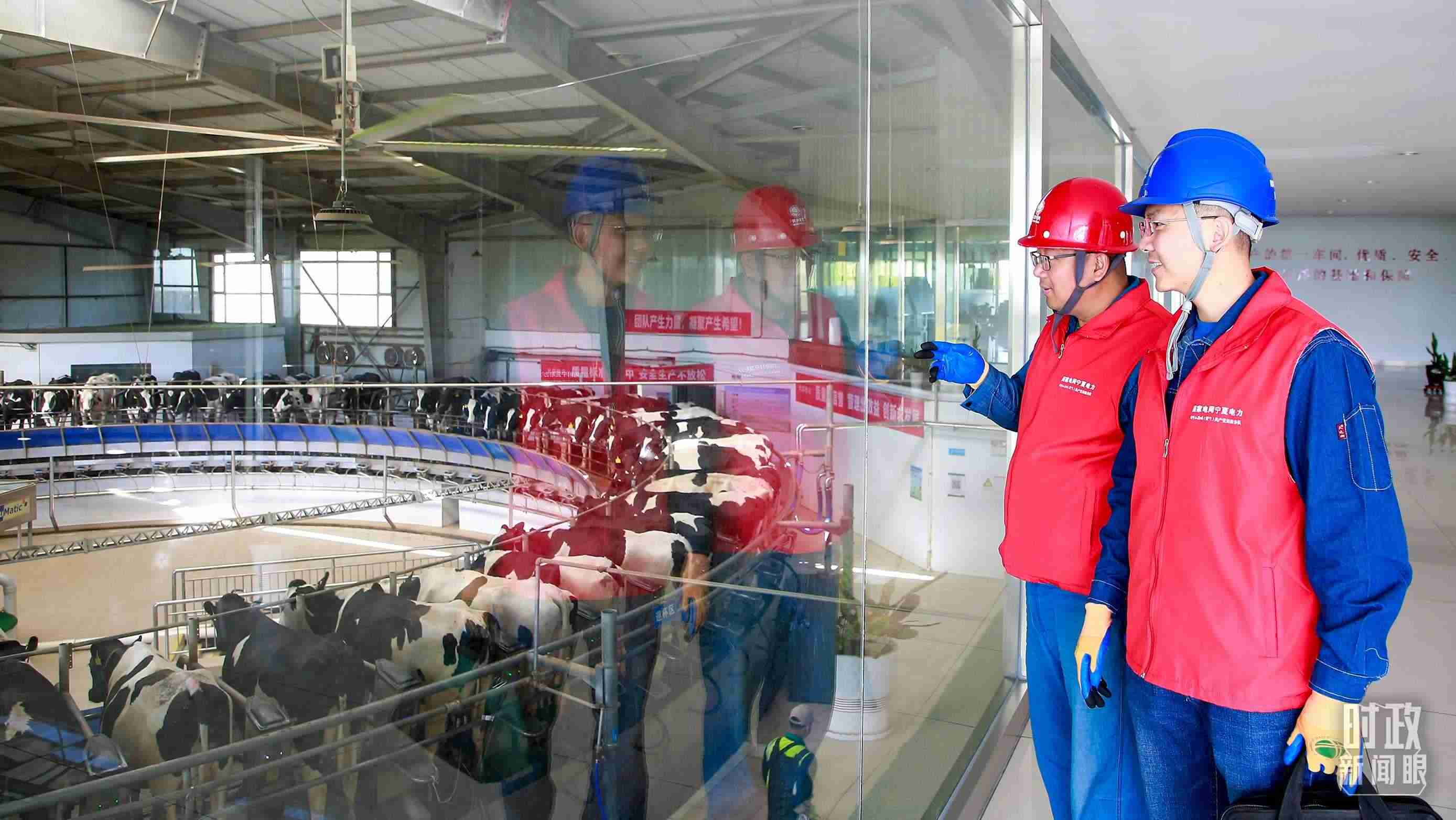  △寧夏銀川，電力員工深入奶牛養(yǎng)殖企業(yè)，助力數智化養(yǎng)殖。（圖/視覺中國）