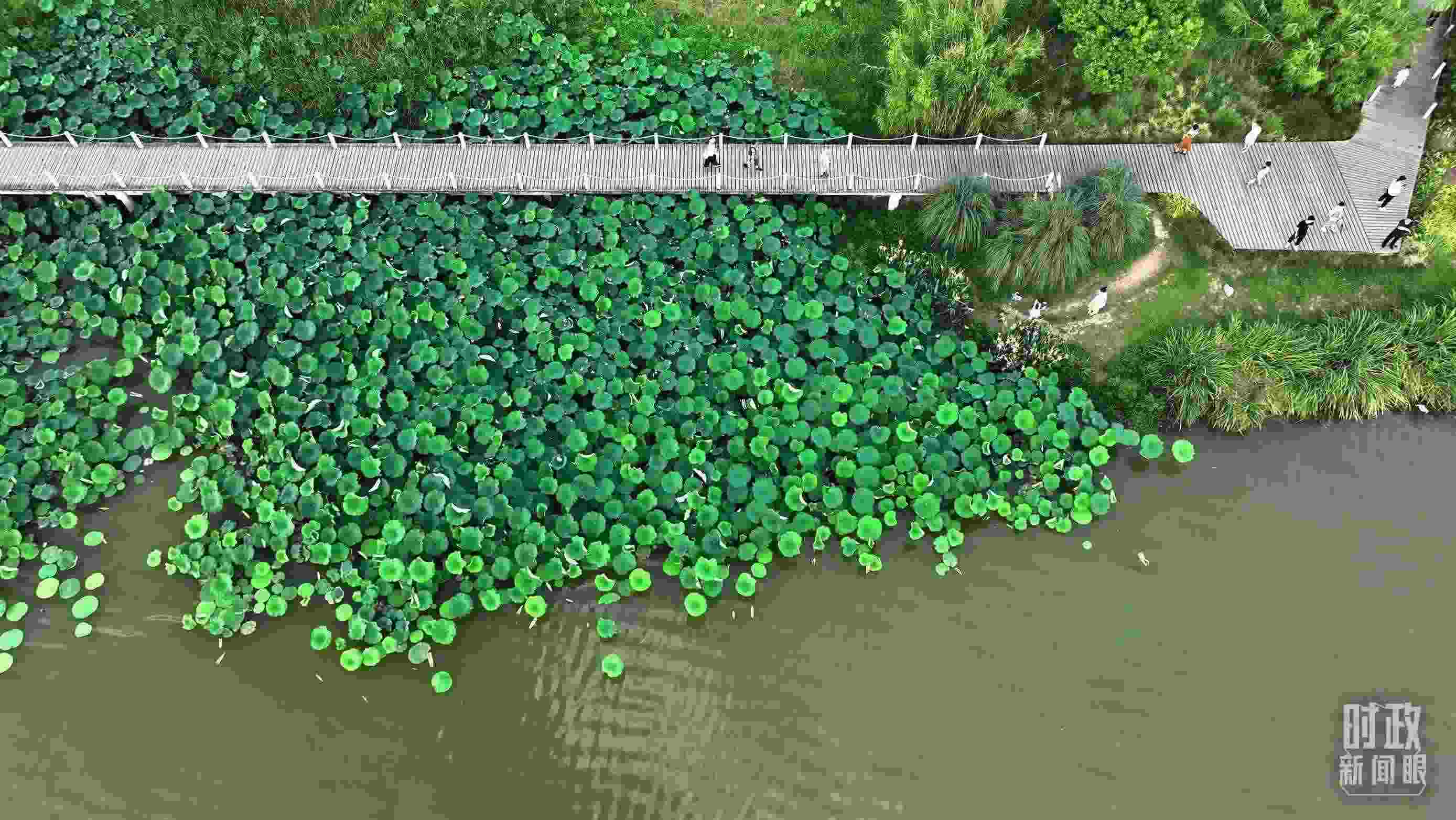 △陜西漢中天漢濕地公園內，游人穿行，荷影婆娑。（總臺記者劉海濤拍攝）