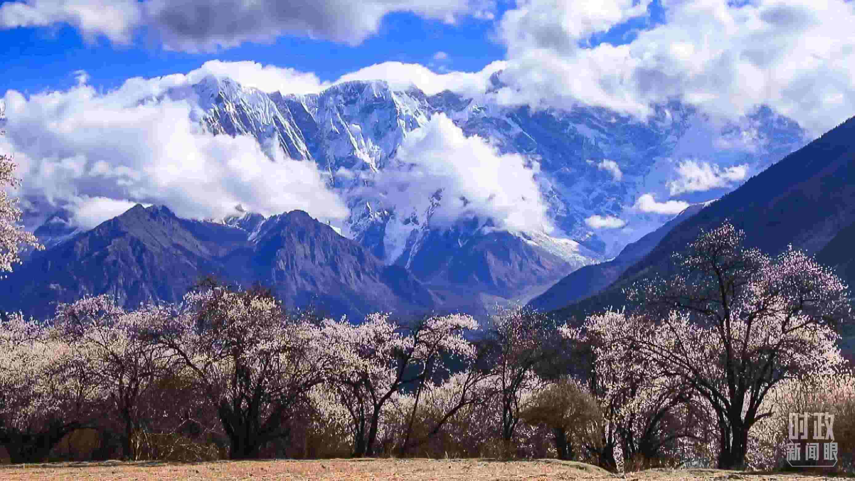 △西藏林芝。（總臺記者李旭拍攝）
