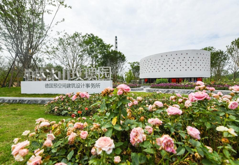 這是2024年4月22日拍攝的成都世園會主會場德國柏林冰山玫瑰園。新華社記者 王曦 攝