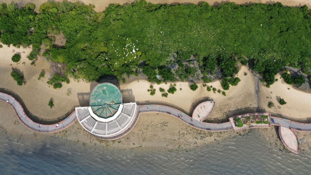 俯瞰廣東湛江市區(qū)海邊的紅樹(shù)林（2023年5月25日攝，無(wú)人機(jī)照片）。