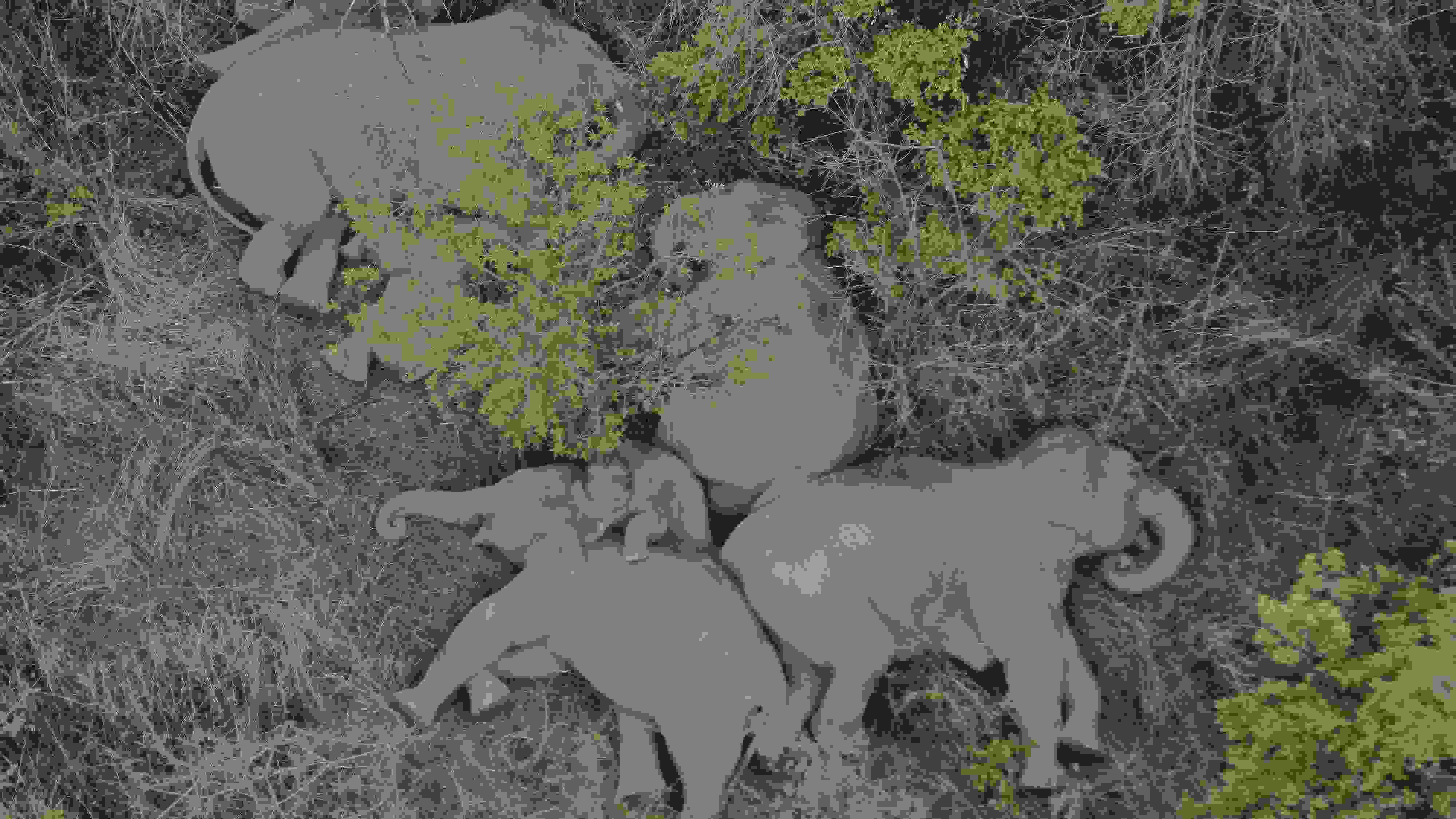 2021年6月7日，航拍顯示亞洲象群在云南省昆明市晉寧區(qū)夕陽(yáng)鄉(xiāng)山林地里睡覺(jué)休息。