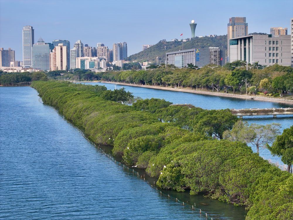 福建廈門(mén)筼筜湖紅樹(shù)林種植帶（2024年1月24日攝，無(wú)人機(jī)照片）。