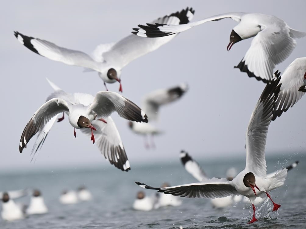 這是2023年4月13日在青海湖拍攝的棕頭鷗。新華社記者 張龍 攝