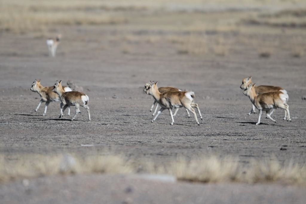 這是1月24日在青海省海北藏族自治州剛察縣哈爾蓋鎮(zhèn)境內的草原上拍攝的普氏原羚。新華社記者 張龍 攝