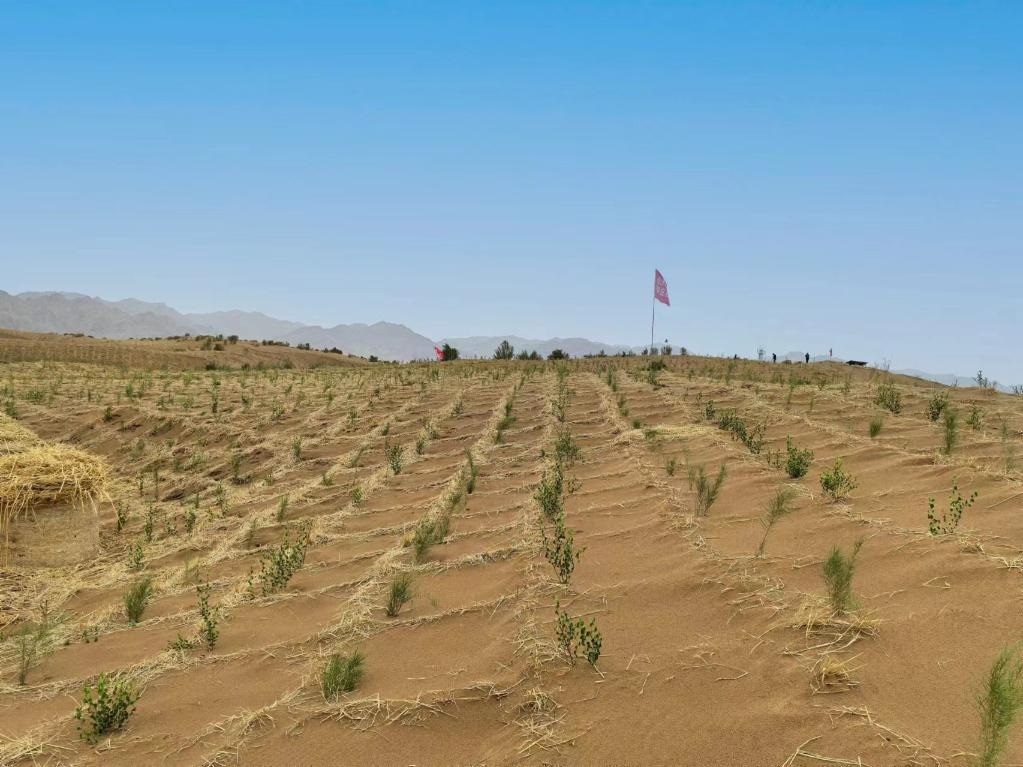 內(nèi)蒙古巴彥淖爾市杭錦后旗治沙新品種沙木蓼和四翅濱藜苗木示范區(qū)。新華社記者 李云平 攝