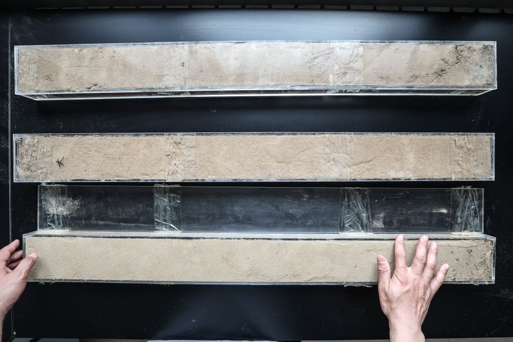 “草根博士”呂林有在遼寧省農(nóng)業(yè)科學(xué)院沙地治理與利用研究所章古臺(tái)基地實(shí)驗(yàn)室整理提取的沙地土壤剖面樣本（2024年5月30日攝）。新華社記者 潘昱龍 攝