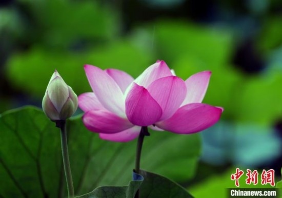 6月19日，時值一年畢業(yè)季，四川大學(xué)望江校區(qū)荷花池里的荷花盛開，成為了畢業(yè)生們的打卡圣地，吸引了眾多畢業(yè)生拍照留念。圖為盛開的荷花。中新社記者 安源 攝