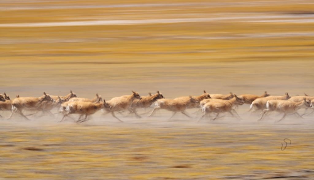 2024年6月13日，在羌塘國家級(jí)自然保護(hù)區(qū)，遷徙中的藏羚羊奔跑起來。新華社記者費(fèi)茂華攝