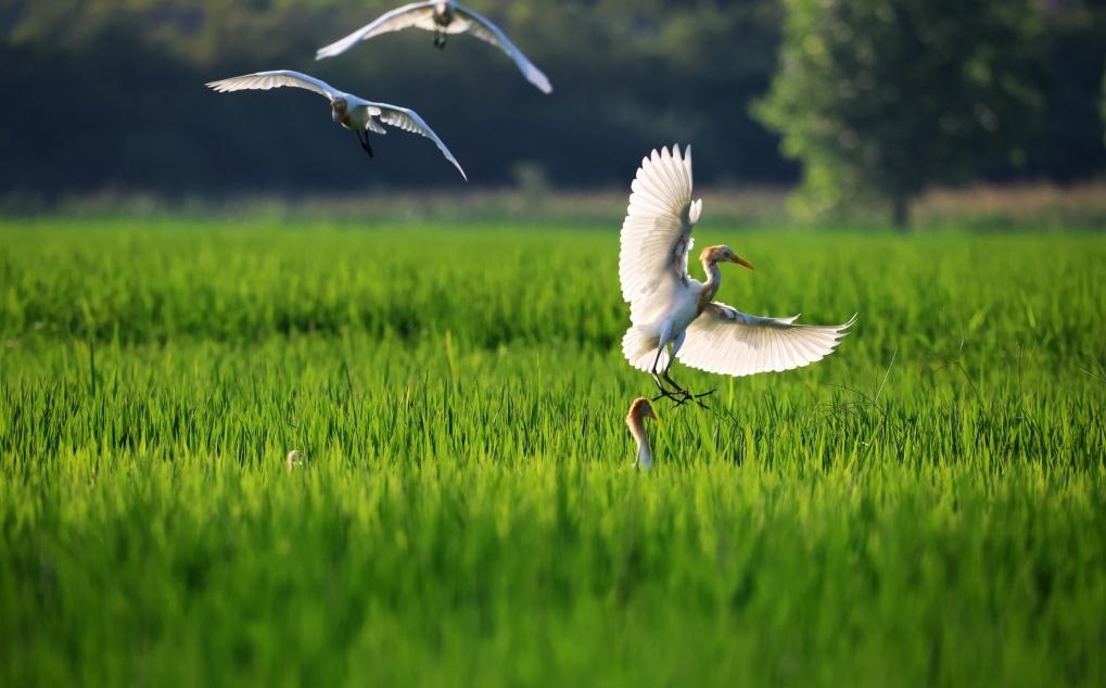 2023年8月7日，鷺鳥在山東省臨沂市郯城縣郯城街道水稻田間飛舞。新華社發(fā)（張春雷 攝）