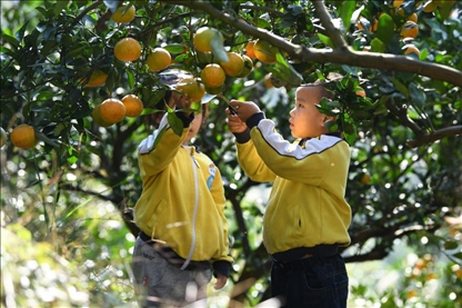 貴州黃平縣小朋友在校外勞動(dòng)實(shí)踐基地采摘柑橘。