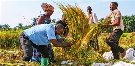 2018 年，中國(guó)農(nóng)業(yè)專(zhuān)家組在布隆迪布班扎省吉漢加縣設(shè)立首個(gè)水稻減貧示范村。圖為當(dāng)?shù)剞r(nóng)戶(hù)在稻田里給雜交水稻脫粒（2023 年 6 月 20 日攝） 韓旭攝 / 本刊