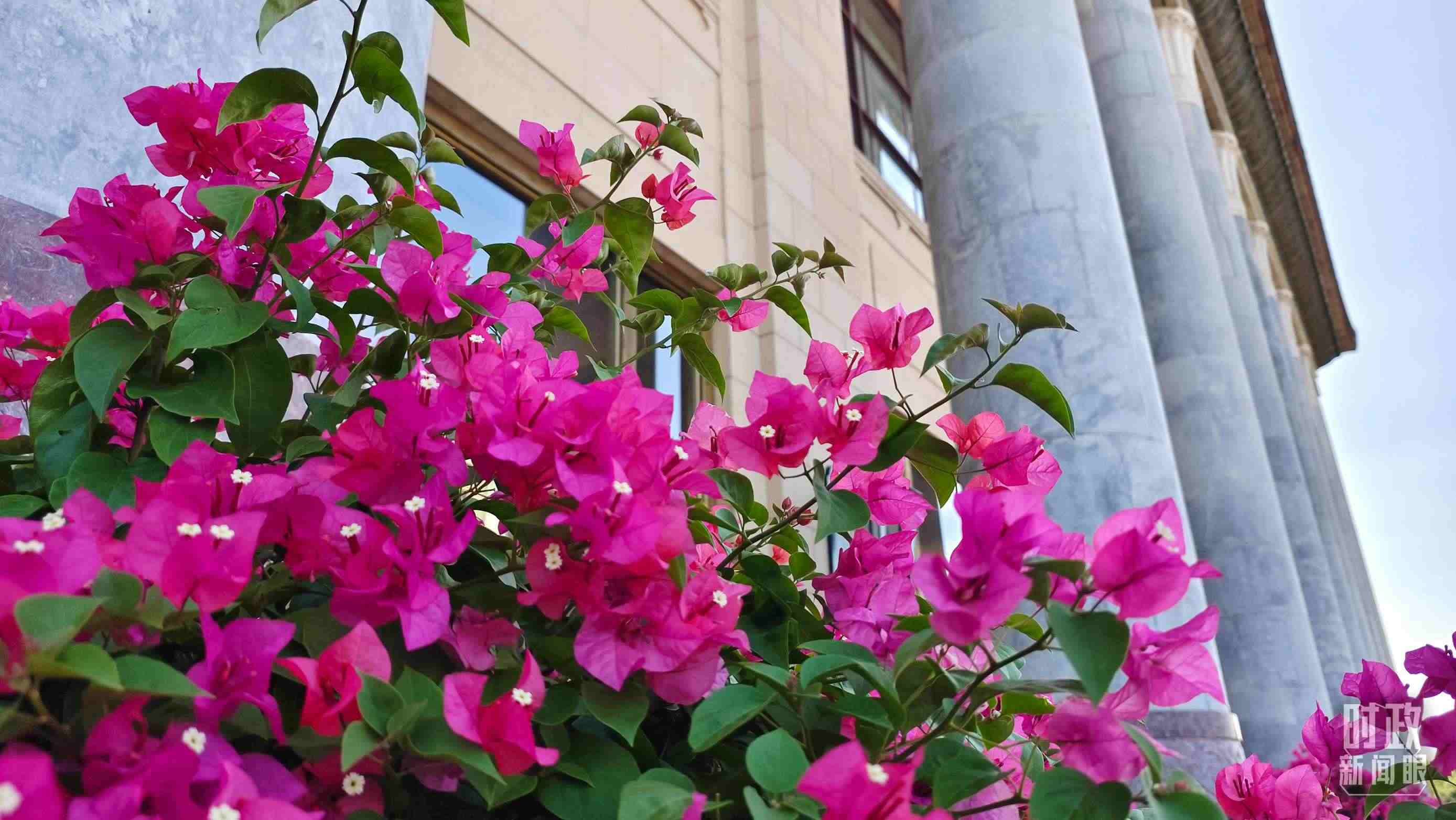 △人民大會(huì)堂外花團(tuán)錦簇。（總臺(tái)央視記者韓銳拍攝）