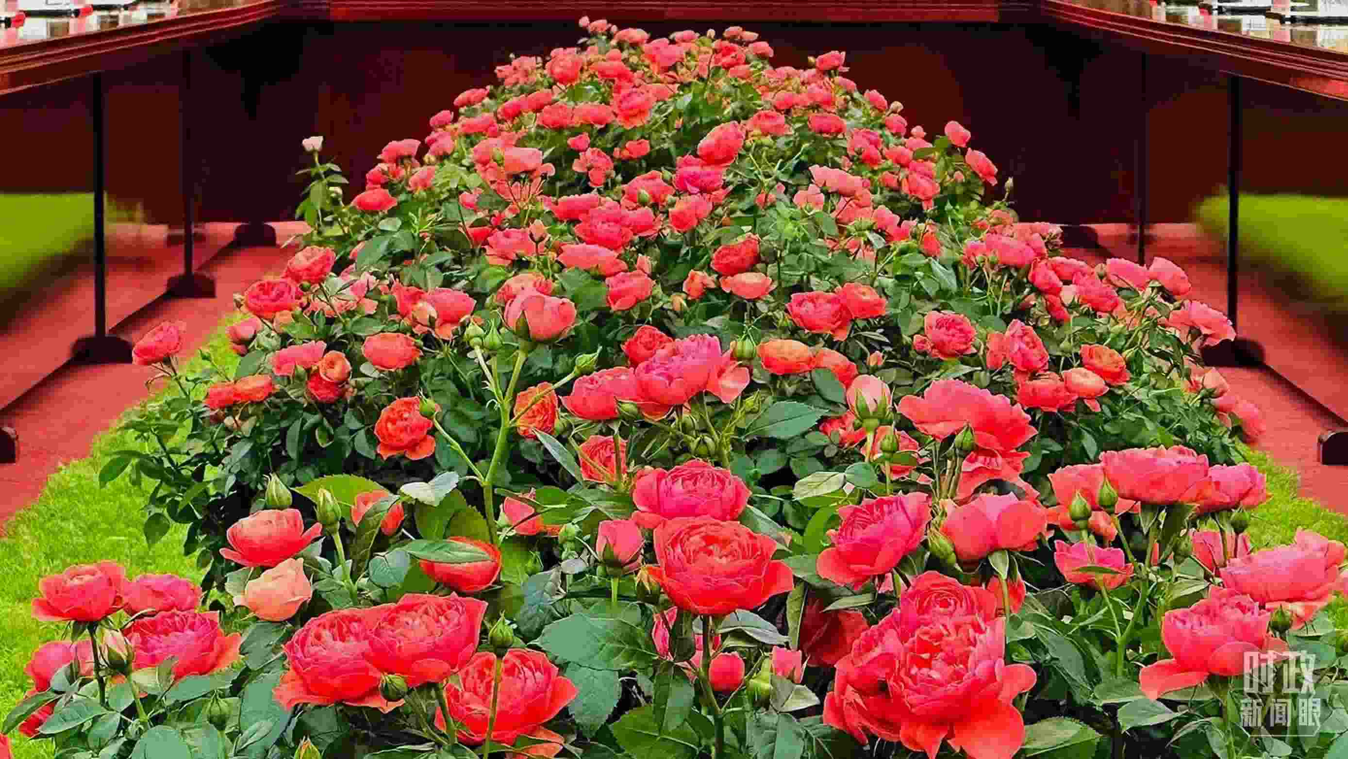 東大廳會談桌中間擺放的紅果汁月季，象征著蓬勃與堅韌。（總臺央視記者范一鳴拍攝）