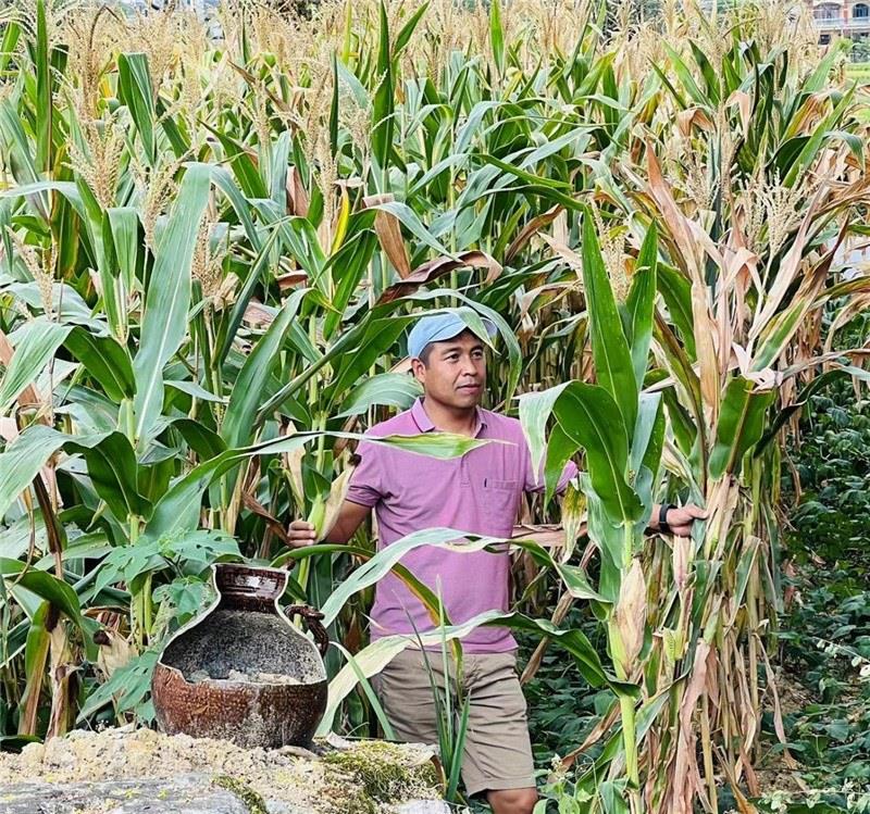 不是攀登石林高臺，就是鉆入玉米莊稼地，吉爾吉斯斯坦《自由之山報(bào)》總編輯納拉雷·阿桑巴耶夫“身手不凡”，與生長旺盛的玉米構(gòu)成了花茂村的鄉(xiāng)間野趣。（張亞欣攝）