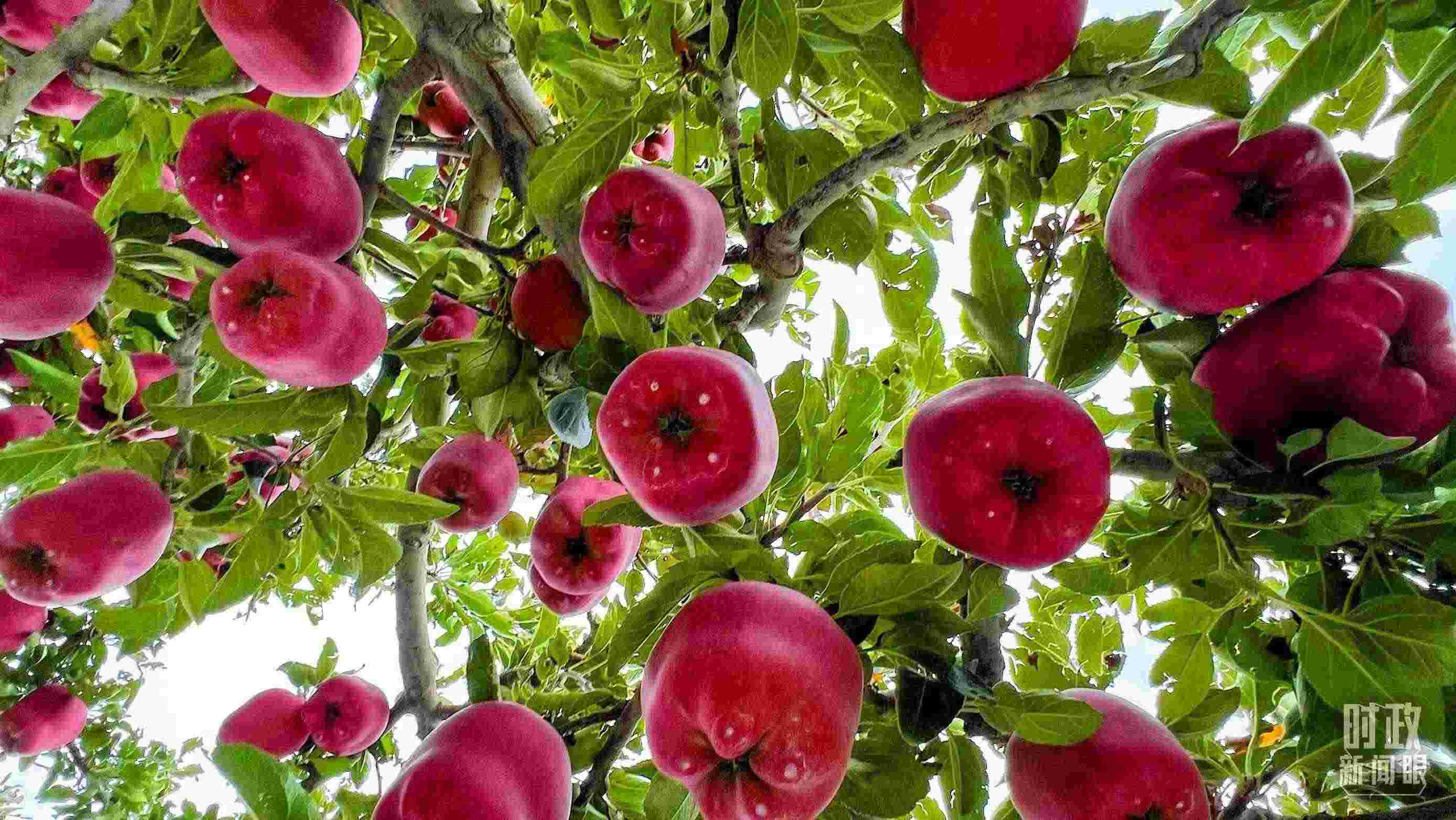 △ 麥積區(qū)南山花牛蘋果基地。（總臺央視記者程鋮拍攝）