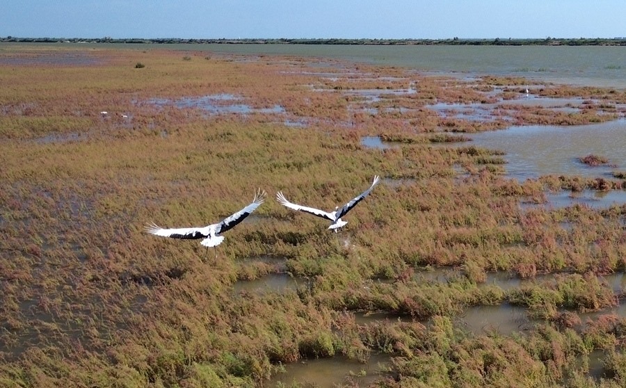 2024年8月28日，丹頂鶴在黃河三角洲國(guó)家級(jí)自然保護(hù)區(qū)展翅翱翔（無(wú)人機(jī)照片）。新華社記者 徐速繪 攝