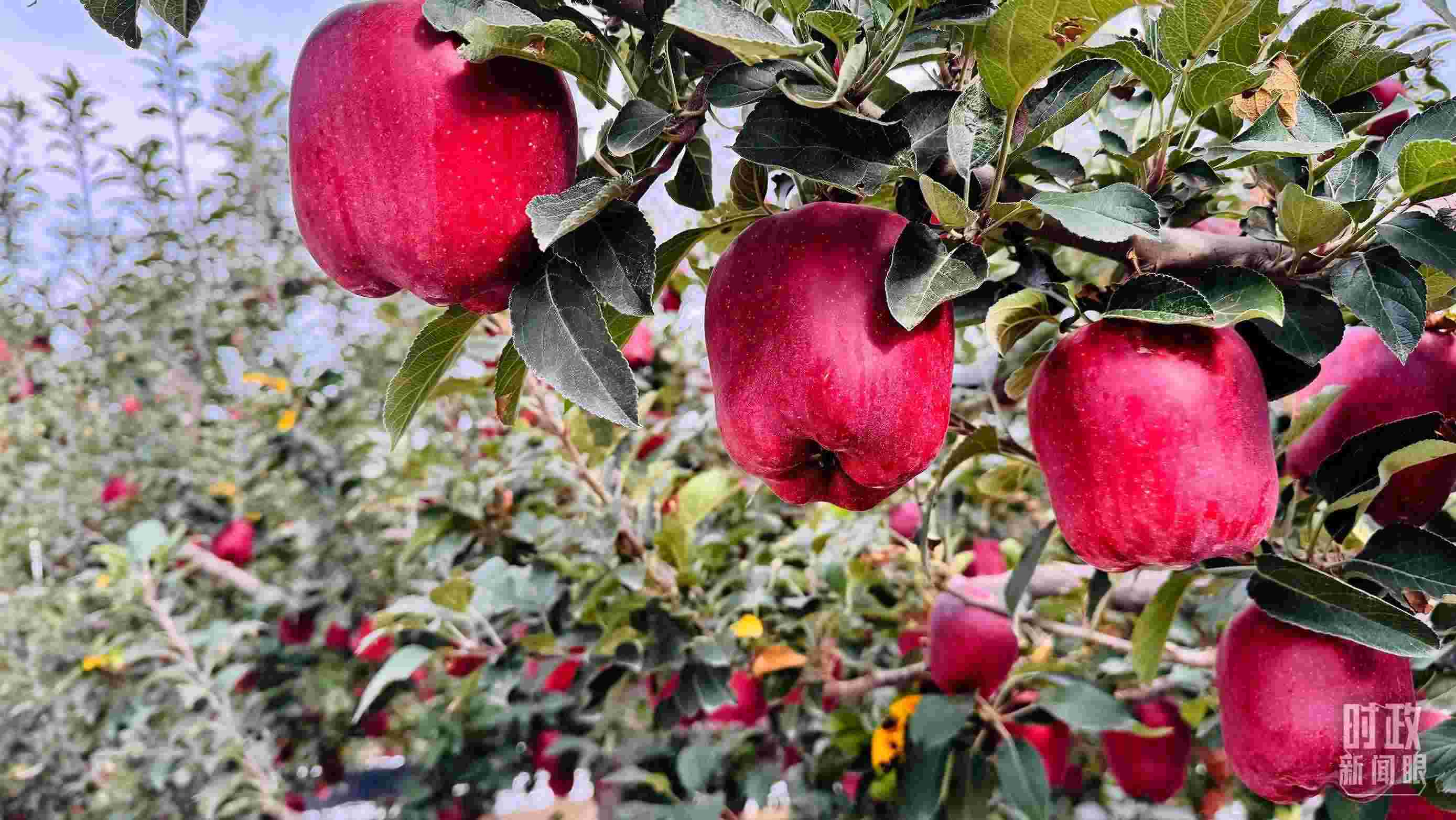 △ 麥積區(qū)南山花牛蘋果基地。（總臺央視記者黎兵拍攝）