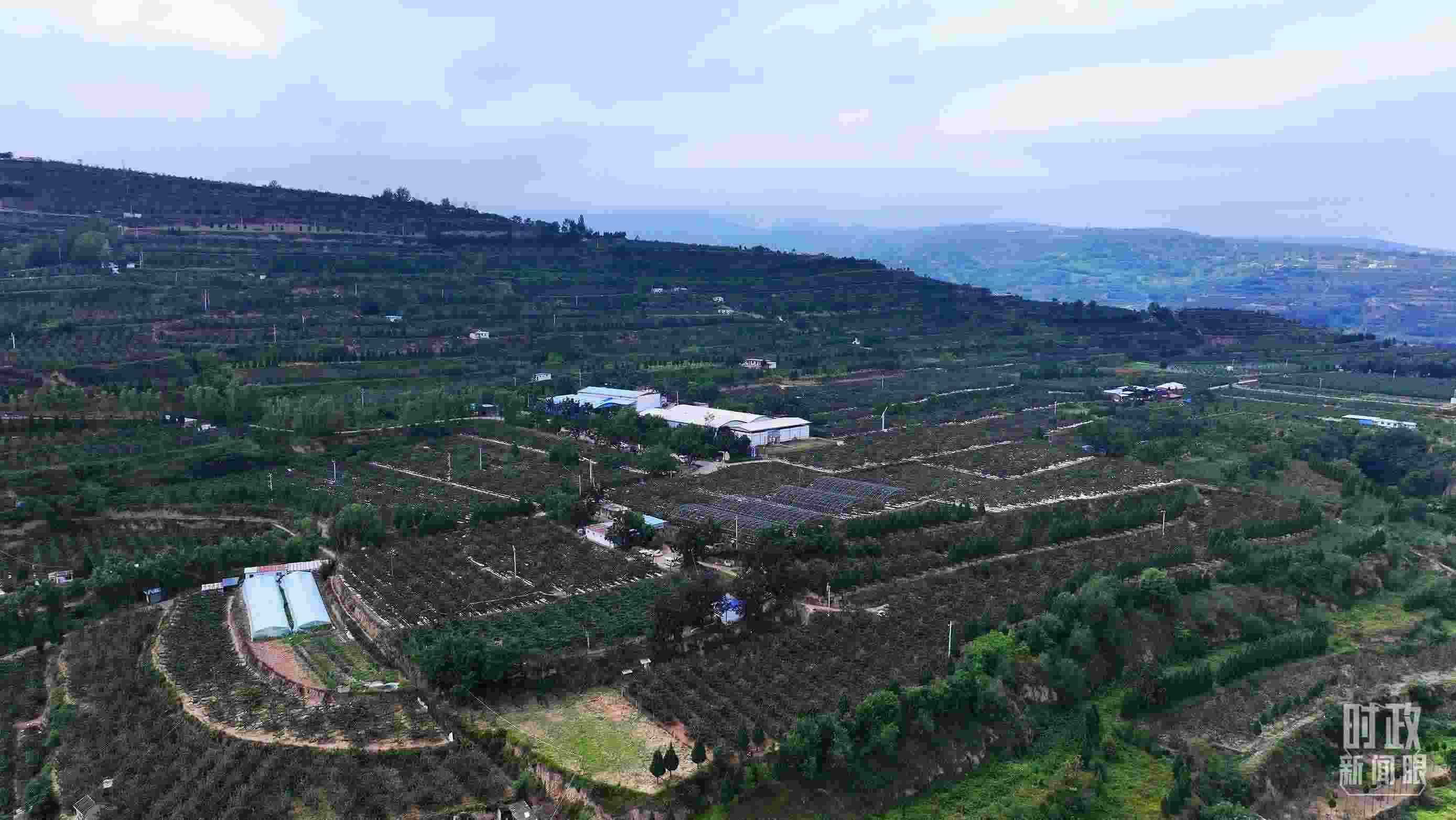 △ 麥積區(qū)南山花牛蘋果基地。（總臺央視記者范凱拍攝）