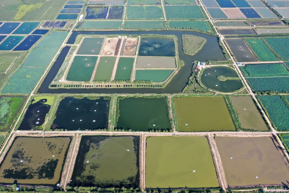 2024年8月13日在山西省臨猗縣薛公村拍攝的蟹塘（無(wú)人機(jī)照片）。薛公村位于黃河岸邊，有5000多畝黃河灘涂和近5000畝荒溝。當(dāng)?shù)赝ㄟ^(guò)將荒溝和灘涂進(jìn)行整合，發(fā)展特色水產(chǎn)養(yǎng)殖，讓守著黃河水、住在黃河灘的薛公村村民有了新的致富路。