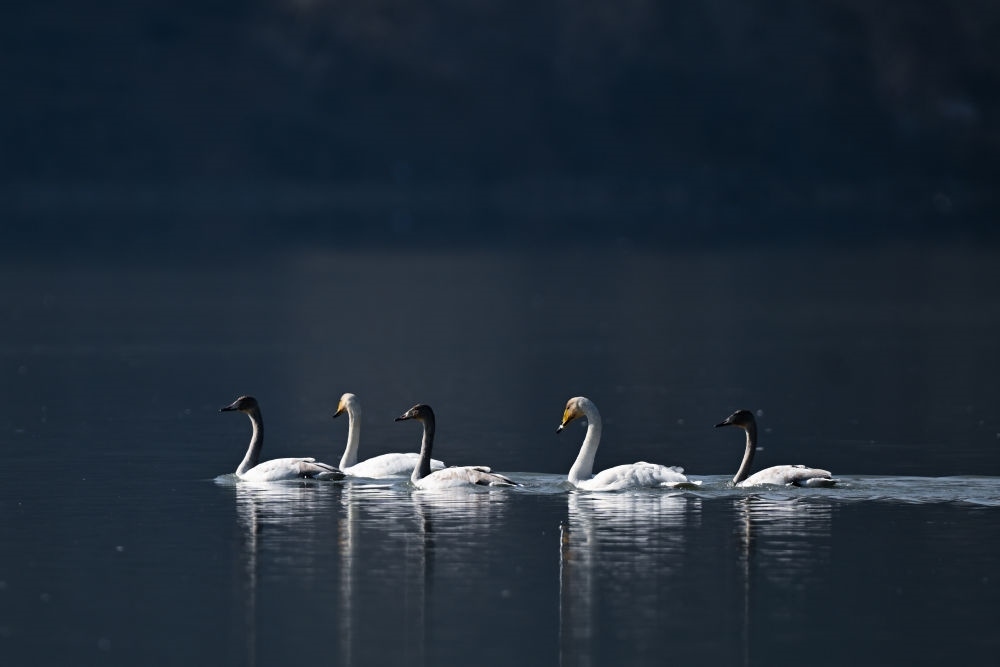 2023年11月30日，天鵝在青海省海東市化隆回族自治縣群科鎮(zhèn)境內(nèi)的黃河上游弋。近年來(lái)，青海省加大力度保護(hù)治理境內(nèi)黃河流域，改善當(dāng)?shù)厣鷳B(tài)環(huán)境，為越冬候鳥(niǎo)提供良好棲息地。