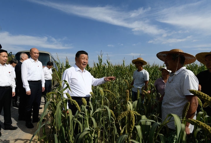 2021年9月13日至14日，中共中央總書(shū)記、國(guó)家主席、中央軍委主席習(xí)近平在陜西省榆林市考察。這是13日下午，習(xí)近平在米脂縣銀州街道高西溝村臨時(shí)下車，察看糧食作物長(zhǎng)勢(shì)，同正在田間勞作的老鄉(xiāng)拉家常。新華社記者 李學(xué)仁 攝