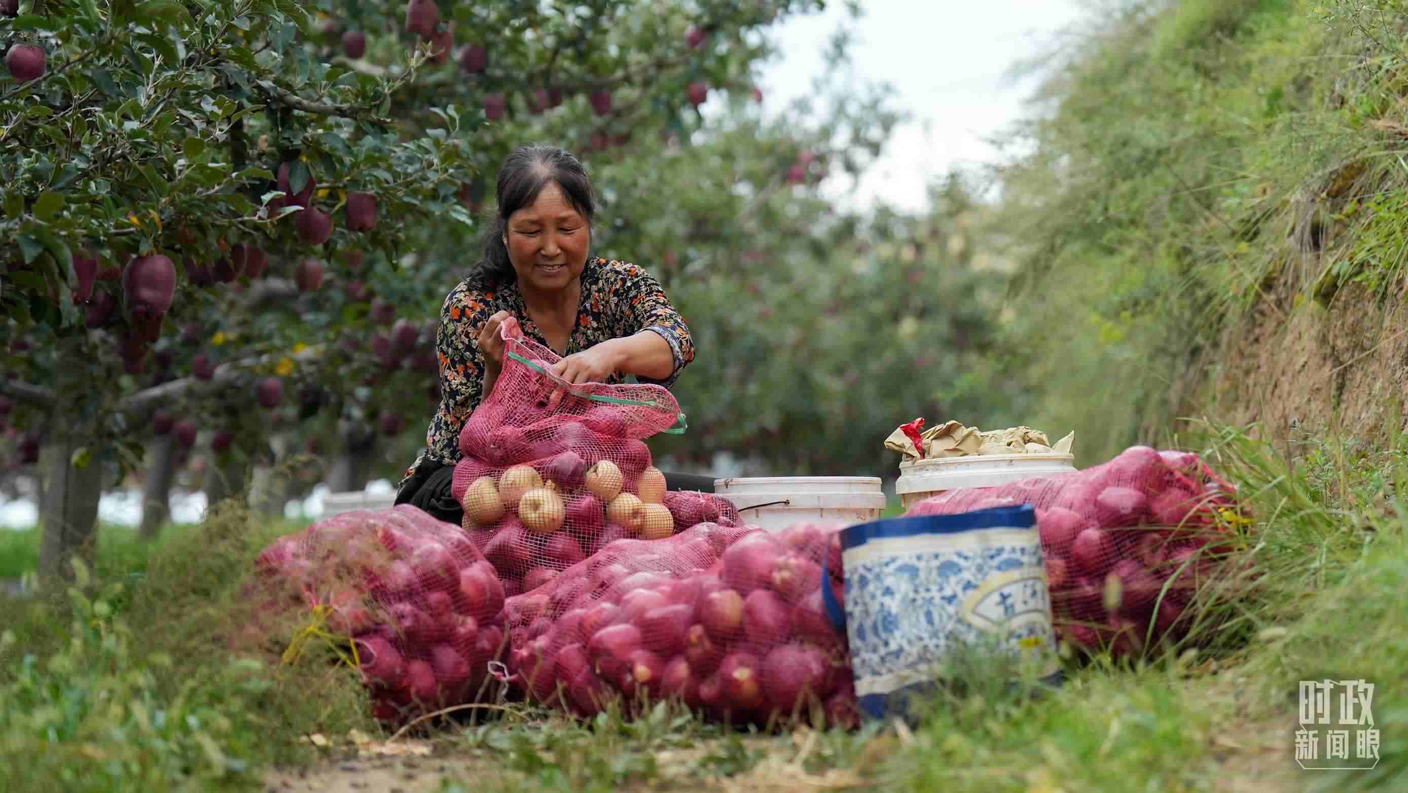 △南山花牛蘋果基地在2023年帶動(dòng)9000多戶村民實(shí)現(xiàn)增收。（總臺國廣記者李晉拍攝）