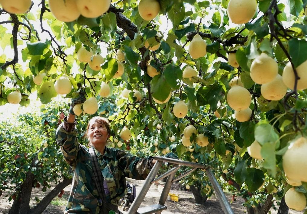 9月13日，河北省晉州市的農(nóng)民在果園采摘鴨梨。新華社記者楊世堯 攝