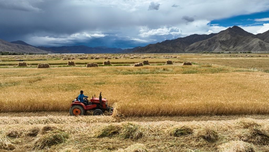 9月10日，在西藏日喀則市白朗縣巴扎鄉(xiāng)拍攝的秋收?qǐng)鼍埃o(wú)人機(jī)照片）。新華社記者晉美多吉 攝