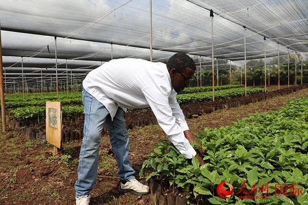 農(nóng)場(chǎng)協(xié)調(diào)員艾哈邁德·耶曼正在檢查咖啡幼苗。人民網(wǎng)記者 沈小曉攝