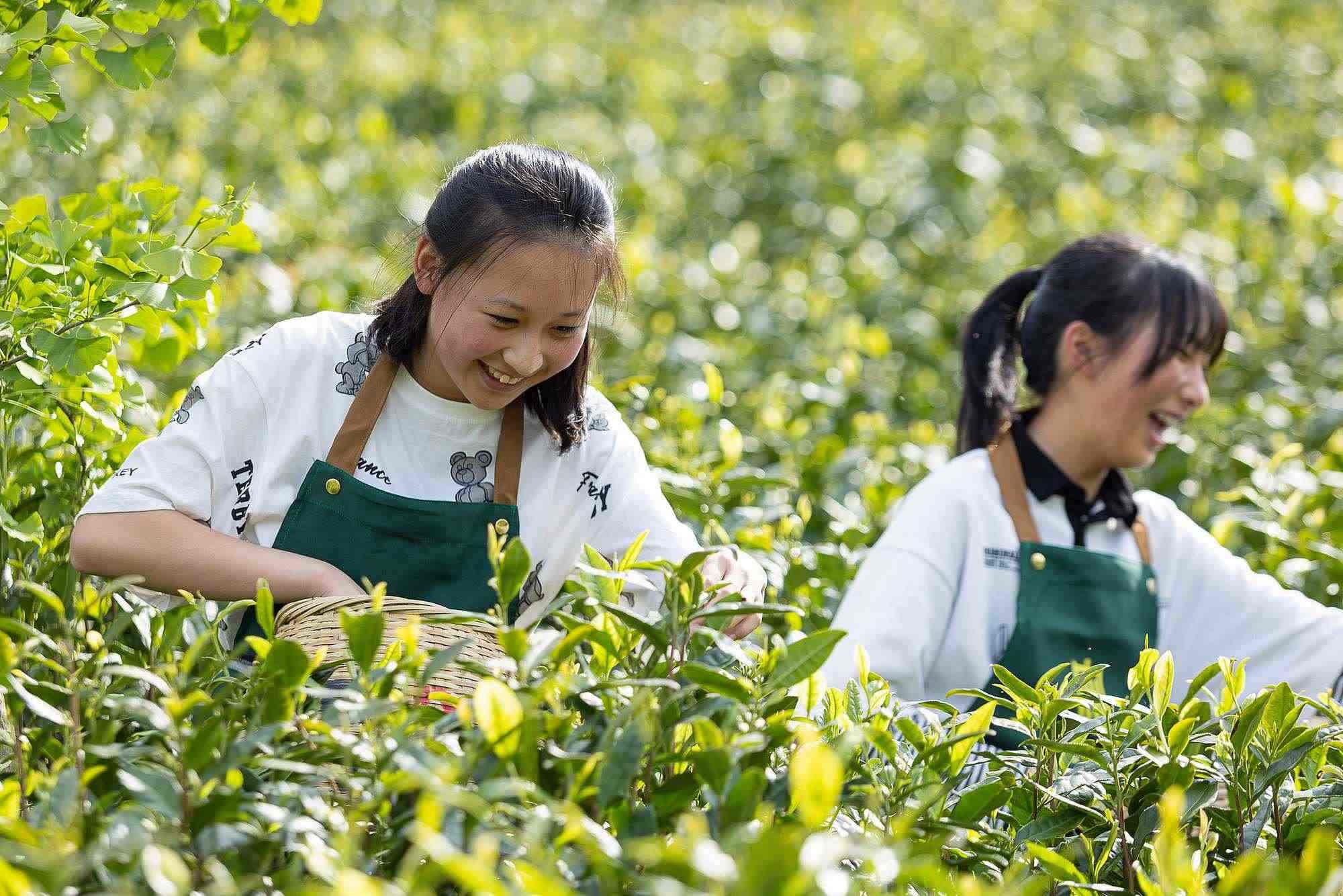浙江安吉，游客在茶園里體驗采茶