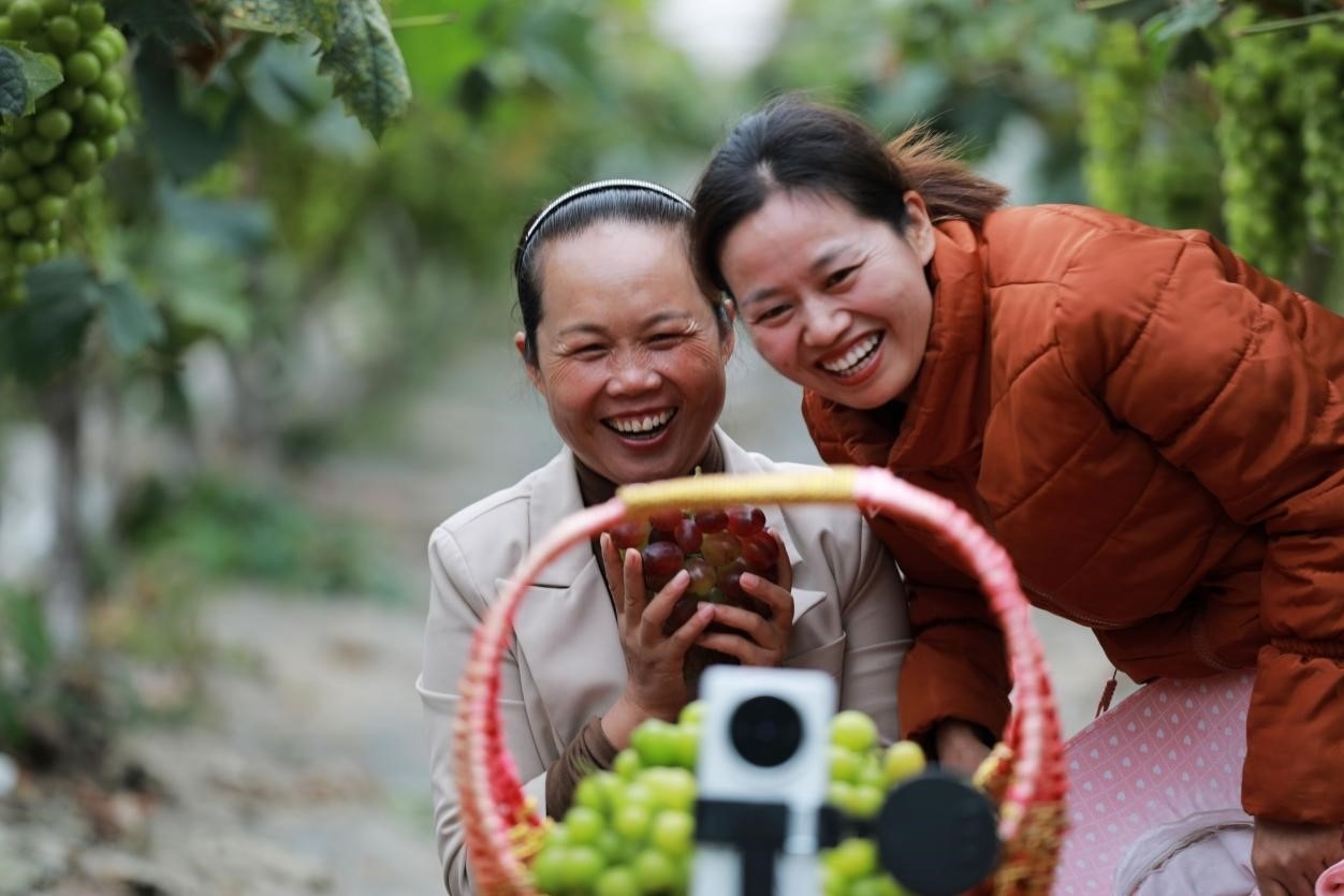 2024年10月6日，果農(nóng)在貴州省黔西市金碧鎮(zhèn)新蘭村葡萄園里進(jìn)行直播銷售。來源：人民圖片