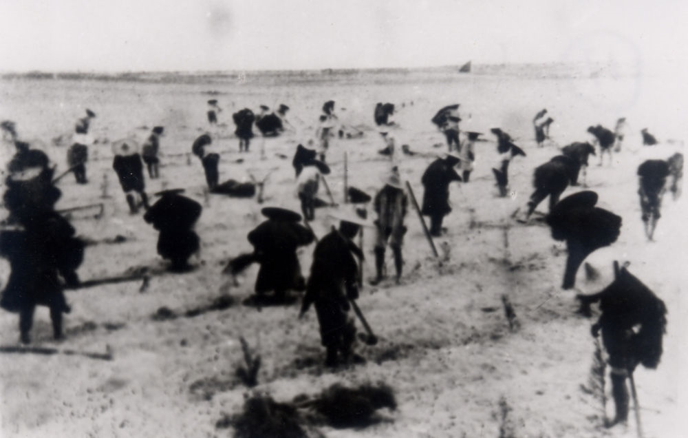 上世紀東山百姓在沙灘造林（資料照片）。