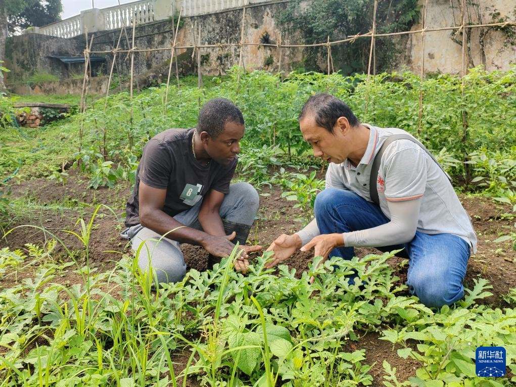 中國援圣普農(nóng)牧業(yè)技術(shù)項(xiàng)目組專家彭杰（右）在圣多美和普林西比的梅佐希大區(qū)指導(dǎo)蔬菜種植戶改善田間管理技術(shù)（2024年1月25日攝）。新華社發(fā)（中國援圣普農(nóng)技組供圖）