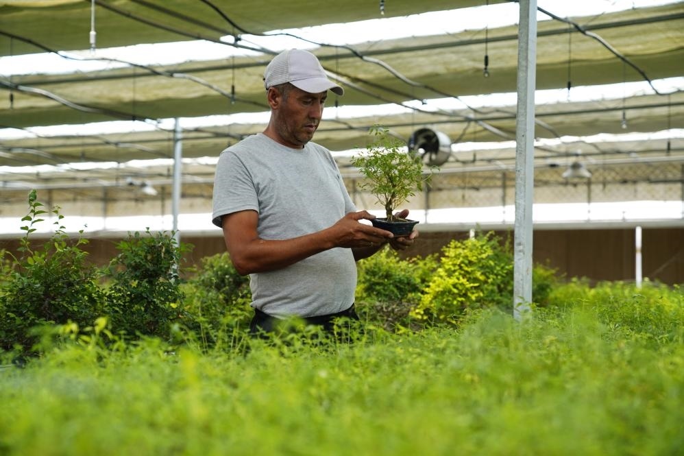 7月28日，在烏茲別克斯坦錫爾河州的上合組織農業(yè)基地中烏現代農業(yè)科技示范園，工作人員檢查盆栽植物。新華社發(fā)（扎法爾攝）