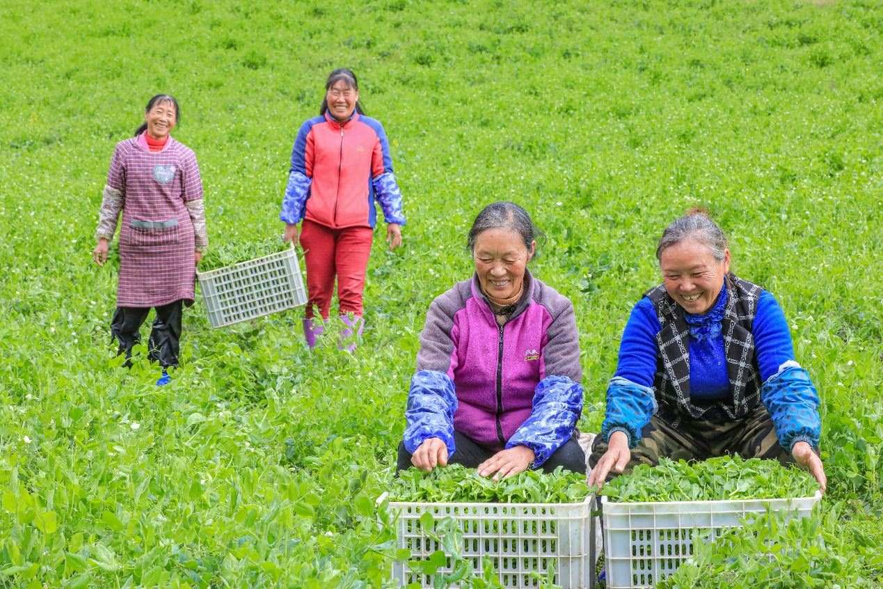 在四川省阿壩藏族羌族自治州馬爾康市馬爾康鎮(zhèn)納足村，當(dāng)季蔬菜喜獲豐收，群眾正在忙著采收、裝箱供應(yīng)市場(chǎng)。來源：人民圖片