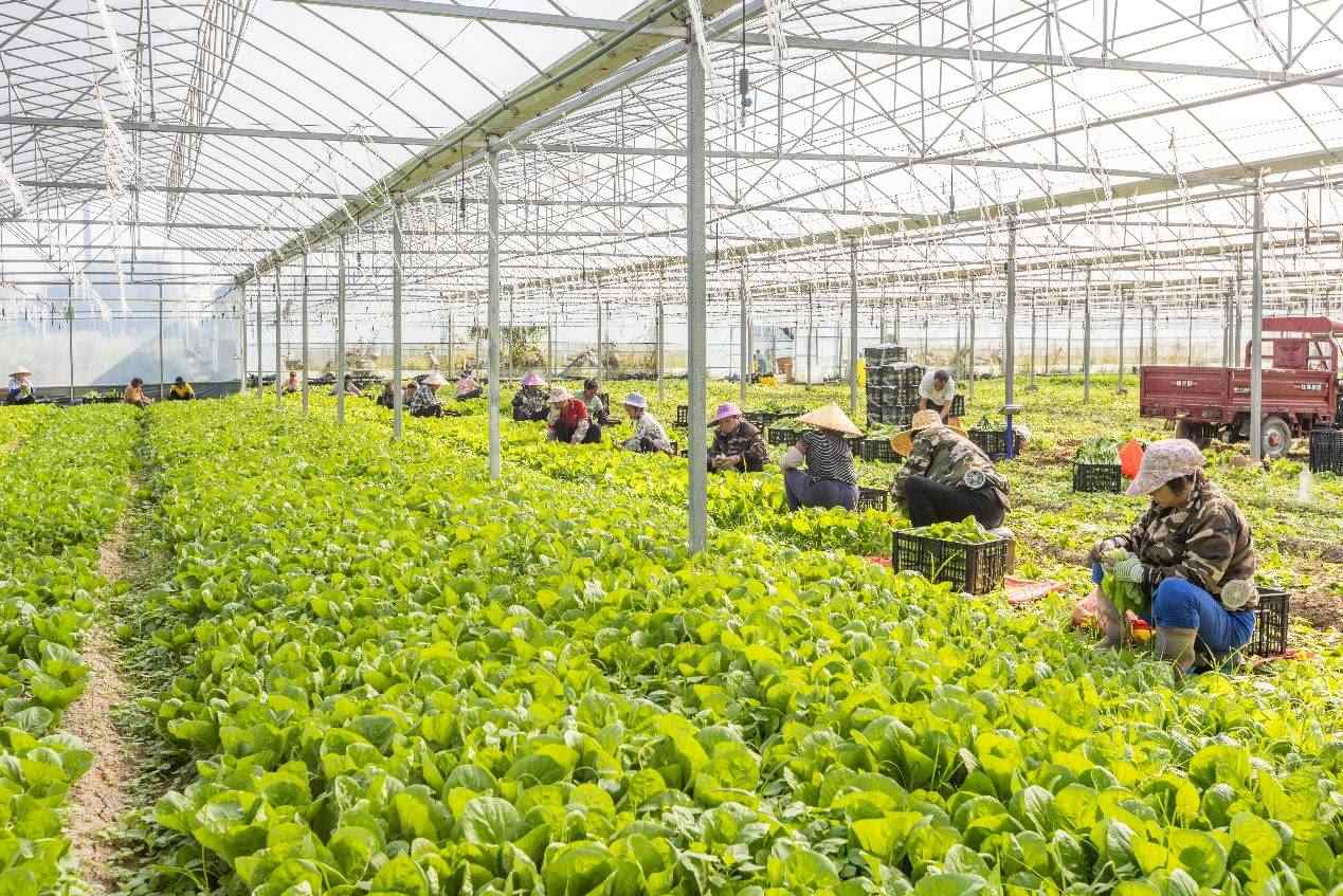 2024年10月8日，在廣西梧州市蒙山縣文圩鎮(zhèn)大明村一個(gè)大棚蔬菜基地內(nèi)，民工在采摘、包裝包心菜，準(zhǔn)備運(yùn)銷外地。來源：人民圖片