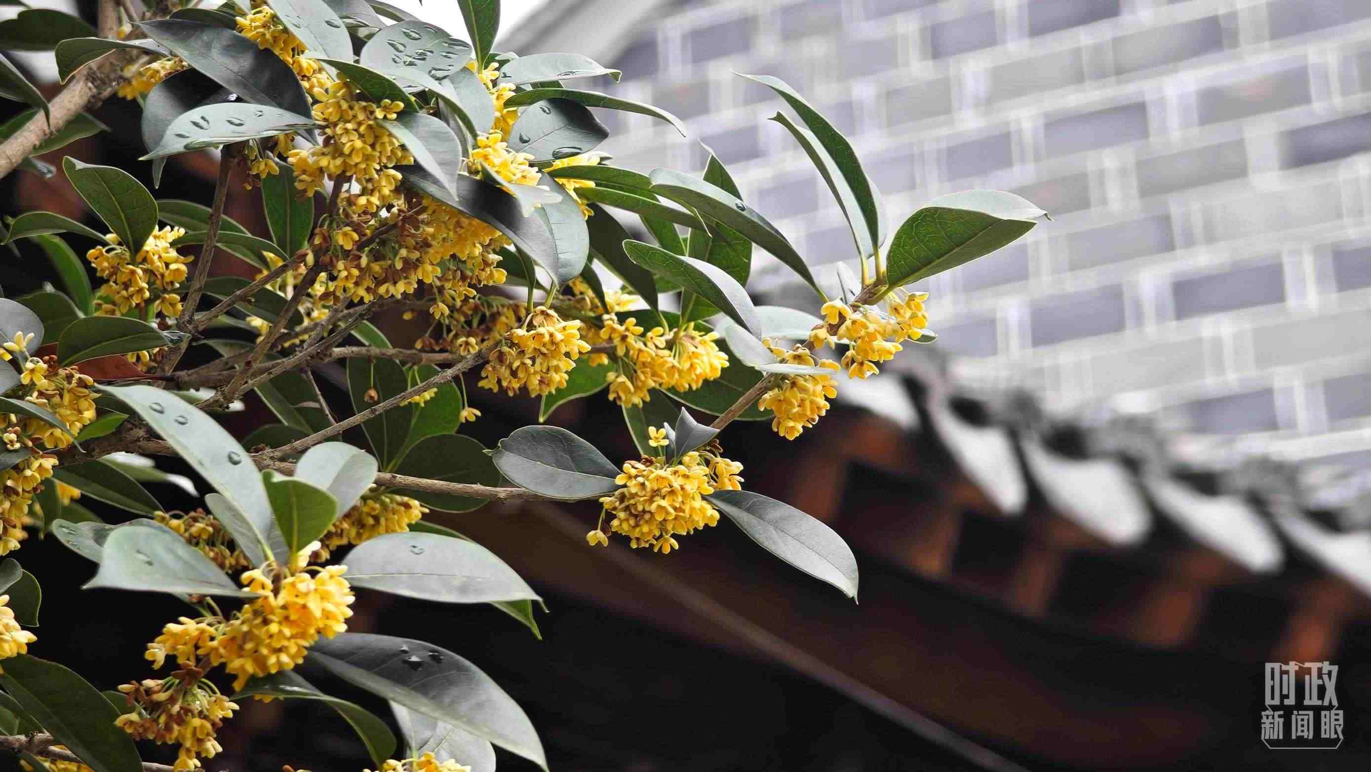 △六尺巷。（總臺(tái)央視記者趙化、彭漢明拍攝）