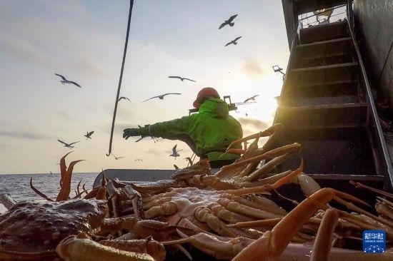 這是俄羅斯蟹業(yè)集團(tuán)工作人員進(jìn)行遠(yuǎn)洋捕撈的資料照片。新華社發(fā)（俄羅斯蟹業(yè)集團(tuán)供圖）