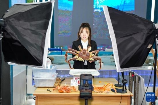 9月20日，在吉林省琿春市的帝王蟹保稅店內(nèi)，工作人員進(jìn)行網(wǎng)絡(luò)直播售賣帝王蟹。新華社記者 許暢 攝