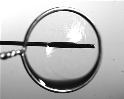 液膜被銅針穿透時仍能保持不破裂。 受訪者供圖