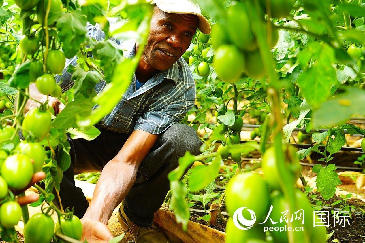 肯尼亞納庫(kù)魯郡，當(dāng)?shù)剞r(nóng)民喬納·卡蘭賈家的溫室大棚里，番茄長(zhǎng)勢(shì)喜人。人民網(wǎng)記者 黃煒鑫攝