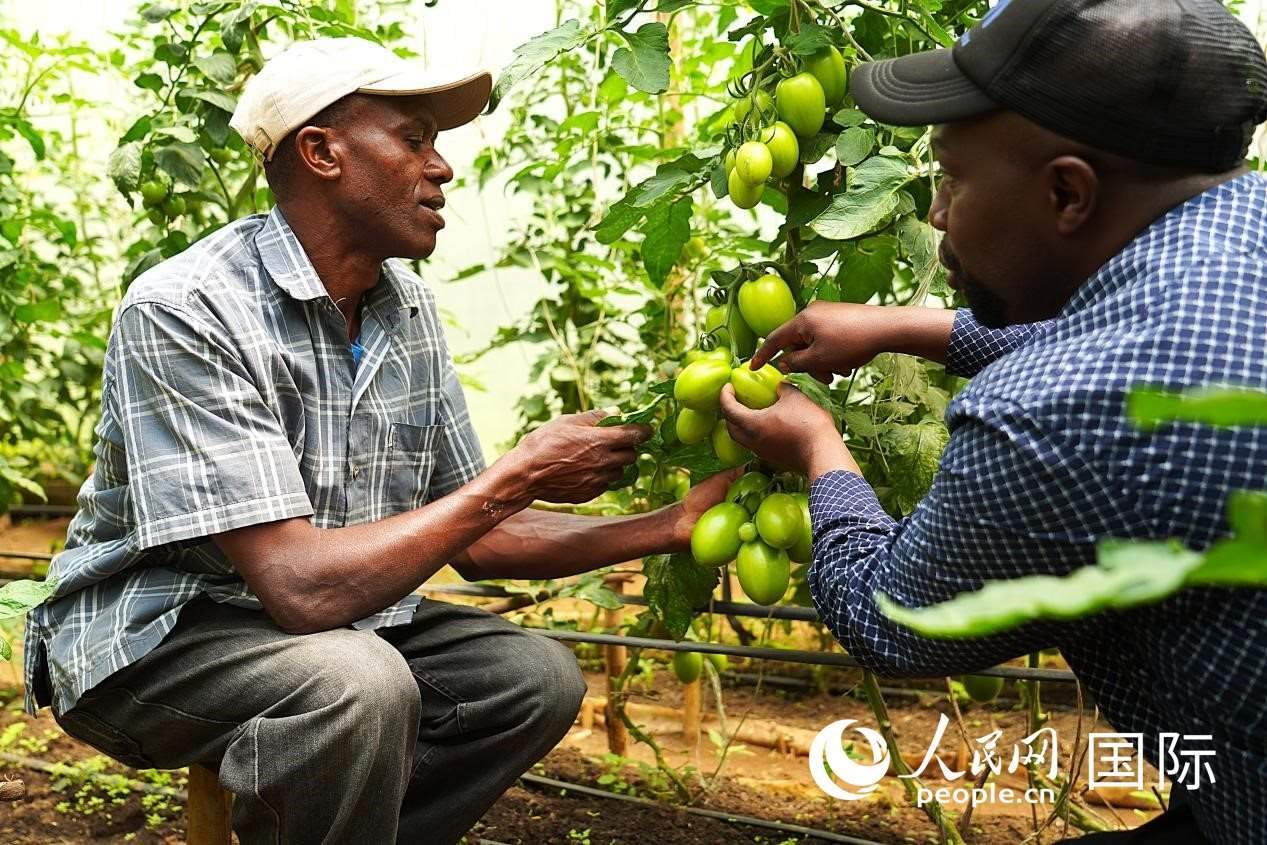 肯尼亞納庫(kù)魯郡，埃格頓大學(xué)園藝學(xué)專(zhuān)家史蒂芬·吉藤古在溫室大棚里指導(dǎo)當(dāng)?shù)剞r(nóng)民喬納·卡蘭賈種植番茄。人民網(wǎng)記者 黃煒鑫攝