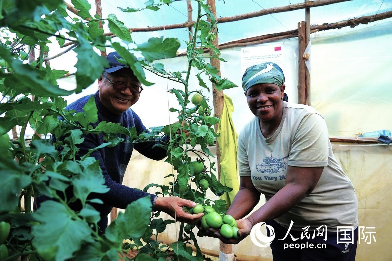 肯尼亞納庫(kù)魯郡，南京農(nóng)業(yè)大學(xué)援非專(zhuān)家劉高瓊和當(dāng)?shù)剞r(nóng)民瑪麗·姆旺吉在溫室大棚里查看番茄種植情況。人民網(wǎng)記者 黃煒鑫攝