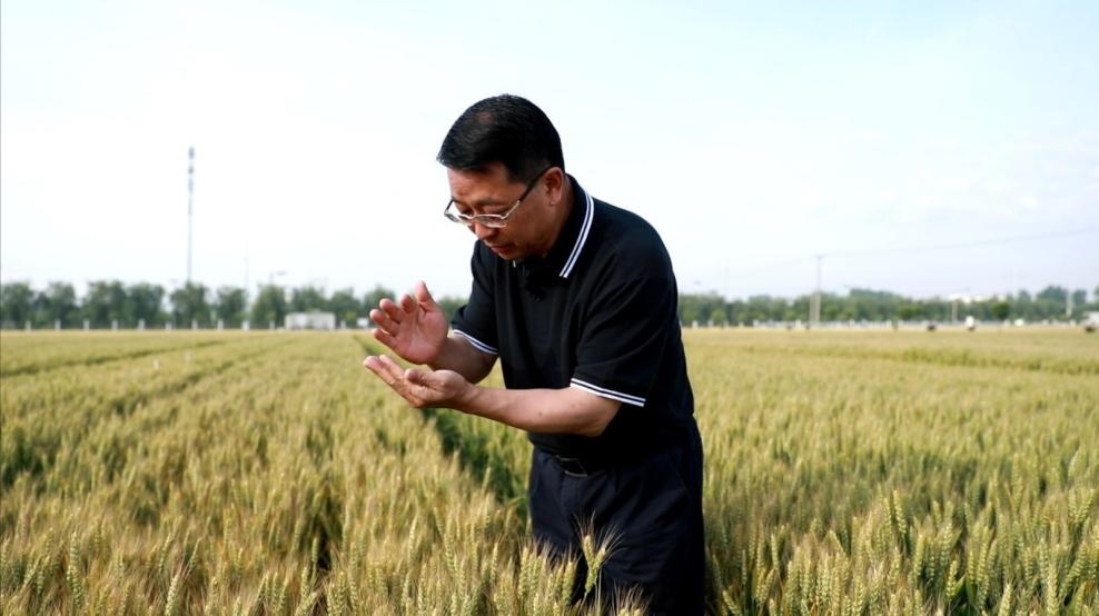 張福鎖在曲周查看小麥長勢。受訪者供圖