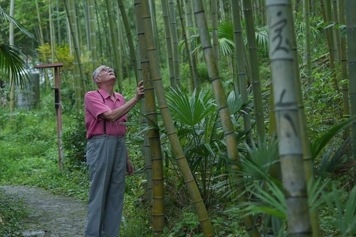 奈斯在莫干山的竹林里散步。