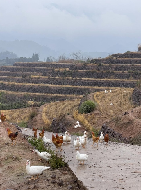 樨鄉(xiāng)記生態(tài)農(nóng)莊一隅。劉軍國(guó)攝