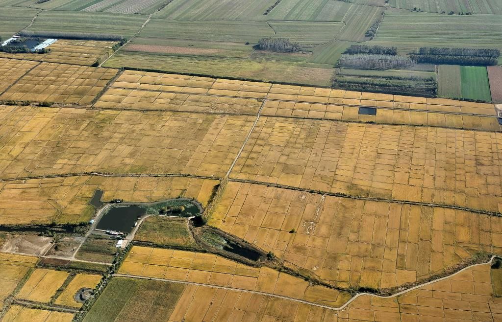 俯瞰黑龍江省哈爾濱市一處稻田（10月2日攝，無人機(jī)照片）。新華社記者 孫曉宇 攝
