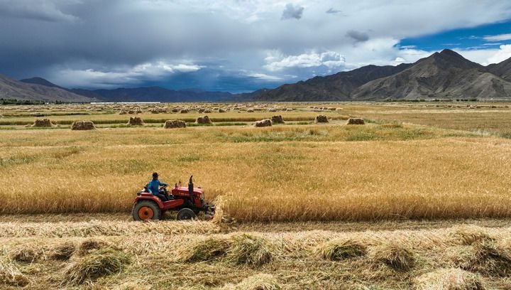 2024年9月10日在西藏日喀則市白朗縣巴扎鄉(xiāng)拍攝的秋收場景（無人機照片）。新華社記者 晉美多吉 攝