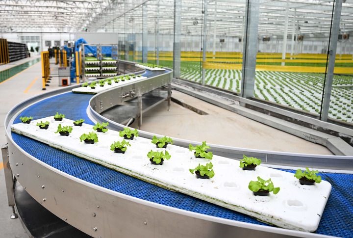 2024年12月12日在內蒙古鄂爾多斯市達拉特旗內蒙古現(xiàn)代數(shù)字農業(yè)科技產業(yè)園拍攝的生菜苗。 新華社記者 貝赫 攝